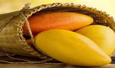 कृषि विवि में 29 से 31 मई तक होगा तीन दिवसीय राष्ट्रीय आम महोत्सव