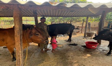 पशुपालन से बदली प्यारेलाल की जिंदगी, डेयरी व्यवसाय बना आय का मजबूत साधन
