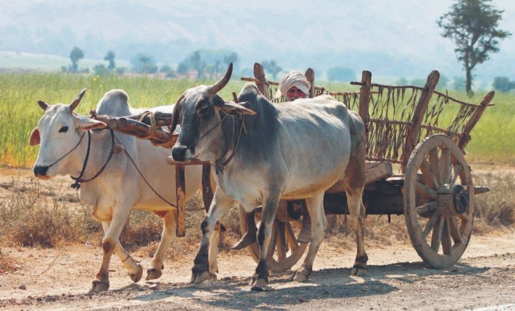 भीषण गर्मी को देखते हुए पशुओं से भारवाही कार्य पर दोपहर में प्रतिबंध