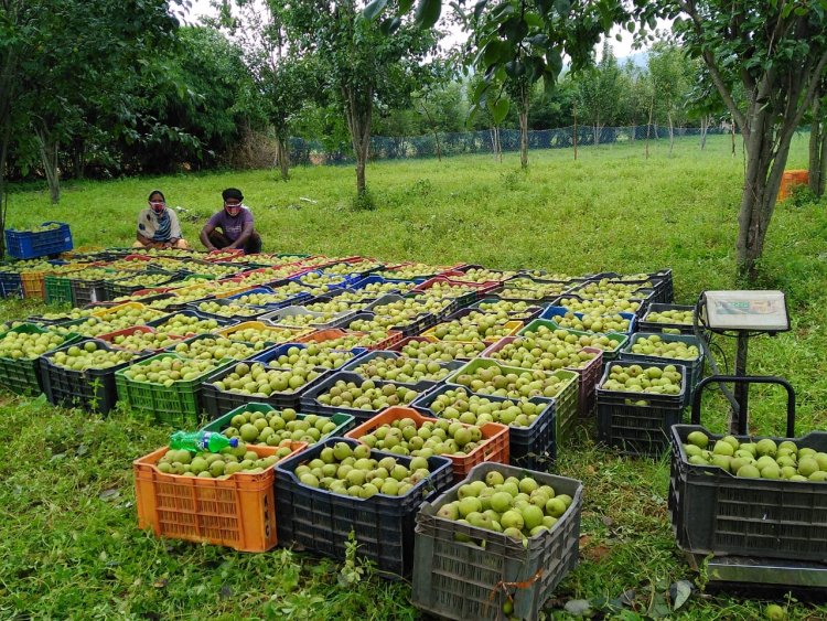 जशपुर की नाशपाती से बढ़ रही किसानों की आमदनी, 3,500 से अधिक कृषक जुड़े फल उत्पादन से