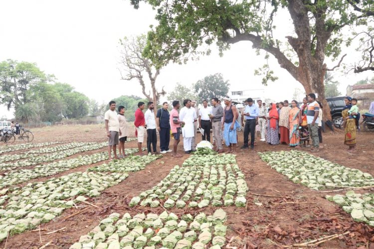 ’तेन्दूपत्ता संग्रहण में छत्तीसगढ़ ने बनाया नया रिकॉर्ड, अब तक 13.52 लाख मानक बोरा संग्रहित’