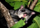 उदंती-सीतानदी टाइगर रिजर्व में दिखी भारतीय विशाल उड़न गिलहरी, वन्यजीव संरक्षण की दिशा में बड़ी उपलब्धि