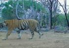 उदंती-सीतानदी में बाघिन की दस्तक, टाइगर रिजर्व के सुनहरे भविष्य की जगी उम्मीद