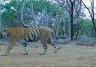 उदंती-सीतानदी में बाघिन की दस्तक, टाइगर रिजर्व के सुनहरे भविष्य की जगी उम्मीद