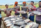 नीली क्रांति’ से समृद्धि की ओर: मछली पालन बना ग्रामीण विकास, रोजगार और आत्मनिर्भरता का नया आधार…