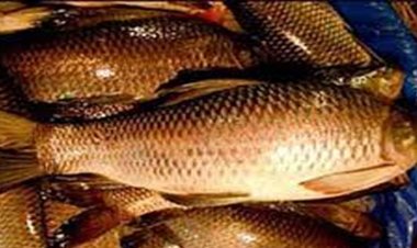 मछलियों के संरक्षण हेतु 15 अगस्त तक बंद ऋतु घोषित, मत्स्य आखेट पर रहेगा प्रतिबंध