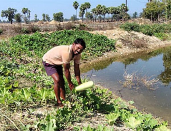 डबरी से समृद्धि : मत्स्य पालन और सब्जी उत्पादन से आत्मनिर्भर बने किसान वासम अब्बैया