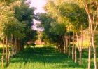 छत्तीसगढ़ में उद्योगों के लिए नया नियम, एक हेक्टेयर भूमि पर लगाने होंगे 2,500 पौधे