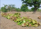 हरा सोना बना ग्रामीण परिवारों की आर्थिक ताकत