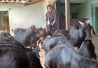 बिहान ने बदली मीरा सिंह की तकदीर, बकरी पालन से बनीं आत्मनिर्भरता की नई मिसाल
