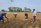 सफलता की कहानी : किसानों ने अपनाया लाभकारी फसलों का विकल्प हो रहा है, किसानों की आमदनी में इजाफा