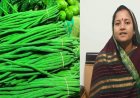 मुनगा बनेगा सुपोषित छत्तीसगढ़ का आधार : राजवाड़े