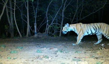 अब AI करेगा जंगल की चौकीदारी, उदंती-सीतानदी टाइगर रिजर्व में स्मार्ट सर्विलांस सिस्टम का ट्रायल शुरू