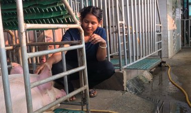 सफलता की कहानी : आधुनिक सूकरपालन से स्वरोजगार: 400 से अधिक सूकरों के साथ ग्रेसी ने लिखी सफलता की नई इबारत