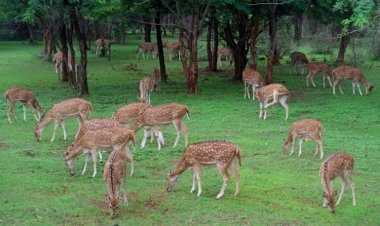 प्रकृति और वन्यजीव संरक्षण का अनूठा संगम है नंदनवन जंगल सफारी