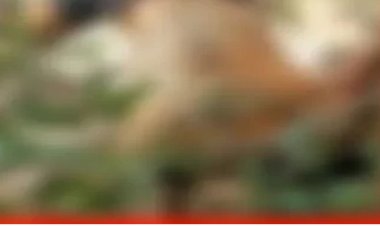 9 दिन से लापता ग्रामीण का नदी किनारे मिला शव, झाड़ियों में फंसी मिली लाश