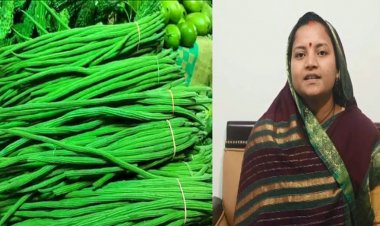 मुनगा बनेगा सुपोषित छत्तीसगढ़ का आधार : राजवाड़े