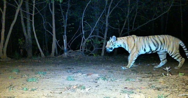 अब AI करेगा जंगल की चौकीदारी, उदंती-सीतानदी टाइगर रिजर्व में स्मार्ट सर्विलांस सिस्टम का ट्रायल शुरू