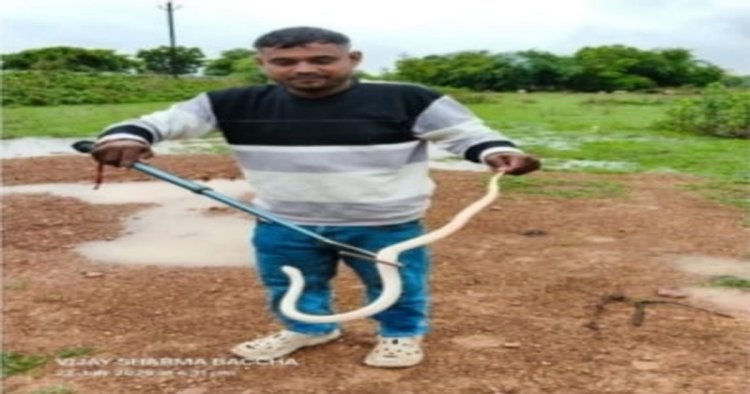 दुर्ग जिले में मिले दुर्लभ श्वेतवर्णी करैत को प्राकृतिक आवास में छोडा़ गया