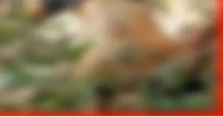9 दिन से लापता ग्रामीण का नदी किनारे मिला शव, झाड़ियों में फंसी मिली लाश