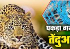 Breaking: गरियाबंद में पिंजरे में कैद हुआ तेंदुआ, महीनों से फैली दहशत का हुआ अंत