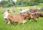अपनी माटी और खेती-किसानी से मुख्यमंत्री  विष्णु देव साय का आत्मीय जुड़ाव