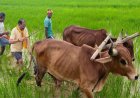 अपनी माटी और खेती-किसानी से मुख्यमंत्री साय का आत्मीय जुड़ाव, गृहग्राम बगिया में सुबह-सुबह खेत पहुंचे, बैलों के साथ हल चलाकर की बियासी