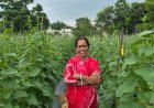 बिहान से बहनों को मिला आर्थिक संबल, खीरे की खेती से सुभद्रा मंडल ने लिखी आत्मनिर्भरता की नई कहानी