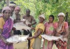 विष्णु भैया की पहल से तालाब बना महिलाओं की तरक्की का आधार, मछली पालन से सशक्त हुईं मनोरा और दुलदुला की महिलाएं