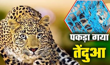 Breaking: गरियाबंद में पिंजरे में कैद हुआ तेंदुआ, महीनों से फैली दहशत का हुआ अंत