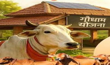 निराश्रित गौवंश संरक्षण के लिए राज्य सरकार की बड़ी पहल, गौधाम योजना का बढ़ रहा दायरा