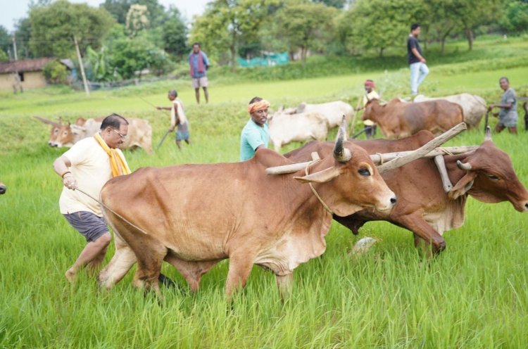 अपनी माटी और खेती-किसानी से मुख्यमंत्री  विष्णु देव साय का आत्मीय जुड़ाव