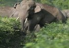 CG : दंतैल हाथी की दस्तक: 10 किमी दायरे के गांवों में हाई अलर्ट; वन विभाग ने जारी की एडवाइजरी