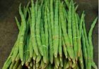 हर घर मुनगा, घर-घर मुनगा’
