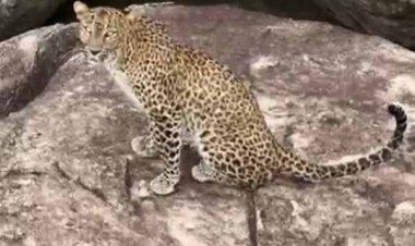 कांकेर के किरगोली में ड्रोन कैमरे से पहाड़ी पर आराम फरमाता दिखा वन्य प्राणी तेंदुआ