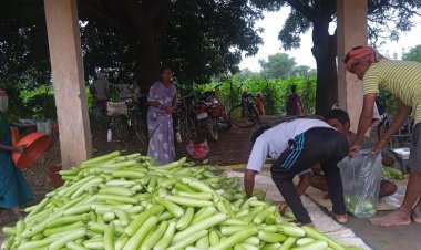 बिहान से बदली राह : 35 महिला किसानों ने 600 क्विंटल सब्जी उगाकर लिखी सफलता की नई कहानी
