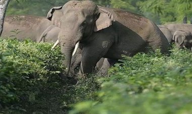 CG : दंतैल हाथी की दस्तक: 10 किमी दायरे के गांवों में हाई अलर्ट; वन विभाग ने जारी की एडवाइजरी