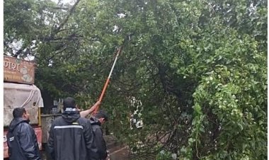 सखाराम दुबे स्कूल के पास गिरे एक बड़े वृक्ष को तत्काल सड़क से हटाया