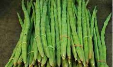 हर घर मुनगा, घर-घर मुनगा’