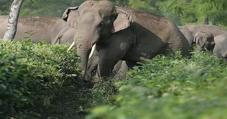 CG : दंतैल हाथी की दस्तक: 10 किमी दायरे के गांवों में हाई अलर्ट; वन विभाग ने जारी की एडवाइजरी