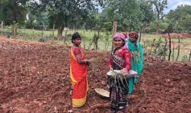 लेमन ग्रास की खुशबू से महक रही आत्मनिर्भरता, जीपीएम की महिलाएं बढ़ रहीं ‘लखपति दीदी’ बनने की राह पर
