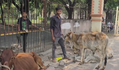 रायपुर कलेक्ट्रेट में अनोखा विरोध: मवेशी लेकर पहुंचा किसान, जमीन के उचित मुआवजे की लगाई गुहार
