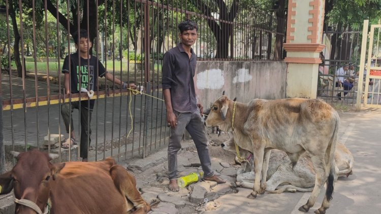 रायपुर कलेक्ट्रेट में अनोखा विरोध: मवेशी लेकर पहुंचा किसान, जमीन के उचित मुआवजे की लगाई गुहार